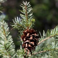 Douglas-fir