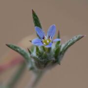 Woollystar, Pretty Blue Woollystar, Pretty Blue