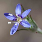 Woollystar, Wand Woollystar, Wand