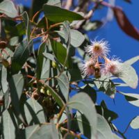 Red Iron Bark (Eucalyptus)