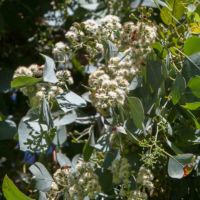 Silver Dollar Gum (Eucalyptus)