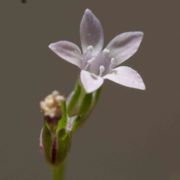 Gilia, Chaparral