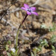 Gilia, Monterey Gilia, Monterey
