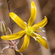 Goldenstar, Common - var. a Goldenstar, Common - var. a