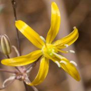 Goldenstar, Common - var. a Goldenstar, Common - var. a