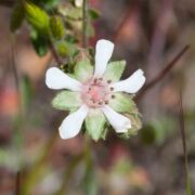 Horkelia, Wedge-leaved Horkelia, Wedge-leaved