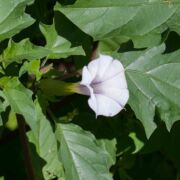 Jimson Weed