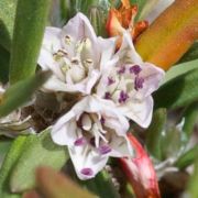 Knotweed, Dune/Beach