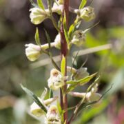 Larkspur, Coast/California
