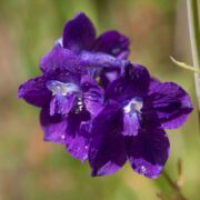 Larkspur, Hutchinson's