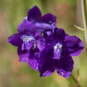 Larkspur, Hutchinson's