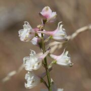 Larkspur, Pale Western