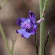 Larkspur, Parry's