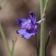 Larkspur, Parry's
