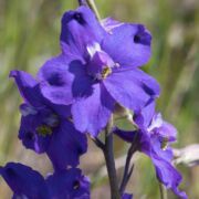 Larkspur, Royal