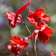 Larkspur, Scarlet
