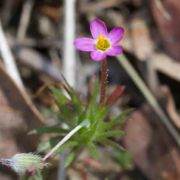 Linanthus, Bicolored