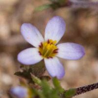 Linanthus, Pygmy Pygmy Linanthus