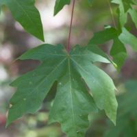 Maple, Big-leaved