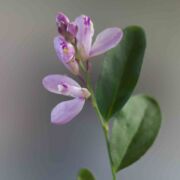 Milkwort, California