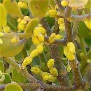 Mistletoe, Pacific / Oak