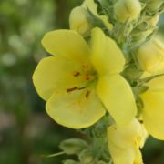 Mullein, Woolly/Common
