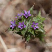 Navarretia, Holly-leaf