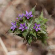 Navarretia, Holly-leaf