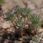 Navarretia, Honey-scented