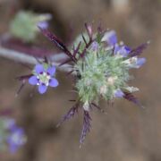 Navarretia, Mitrefruit