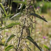 Nettle, Hoary