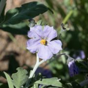 Nightshade, Chaparral
