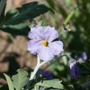 Nightshade, Chaparral