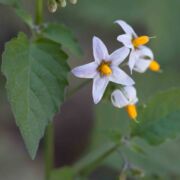 Nightshade, Douglas'