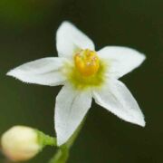 Nightshade, Small-flowered