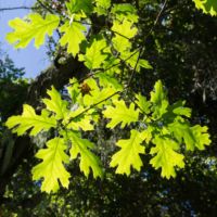 Oak, California Black