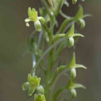 Rein-orchid, Wood/Elongate