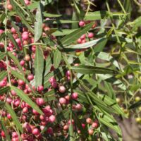 Pepper Tree