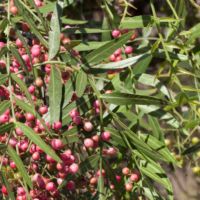 Pepper Tree