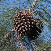 Pine, Gray/Digger/Foothill