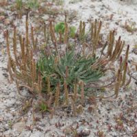 Plantain, Cut-leaved