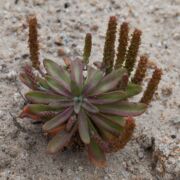 Plantain, Pacific Seaside