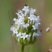 Plectritis, White