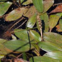 Pondweed, Long-leaved