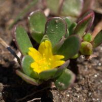 Purslane