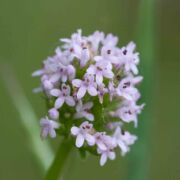 Seablush / Pink Plectritis