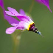 Shooting Star, Padre's