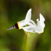 Shooting Star, Padre's