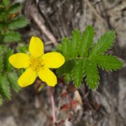Silver-weed, Pacific