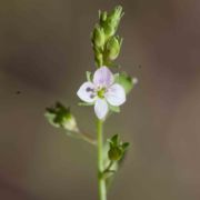 Speedwell, Broad-fruited Water